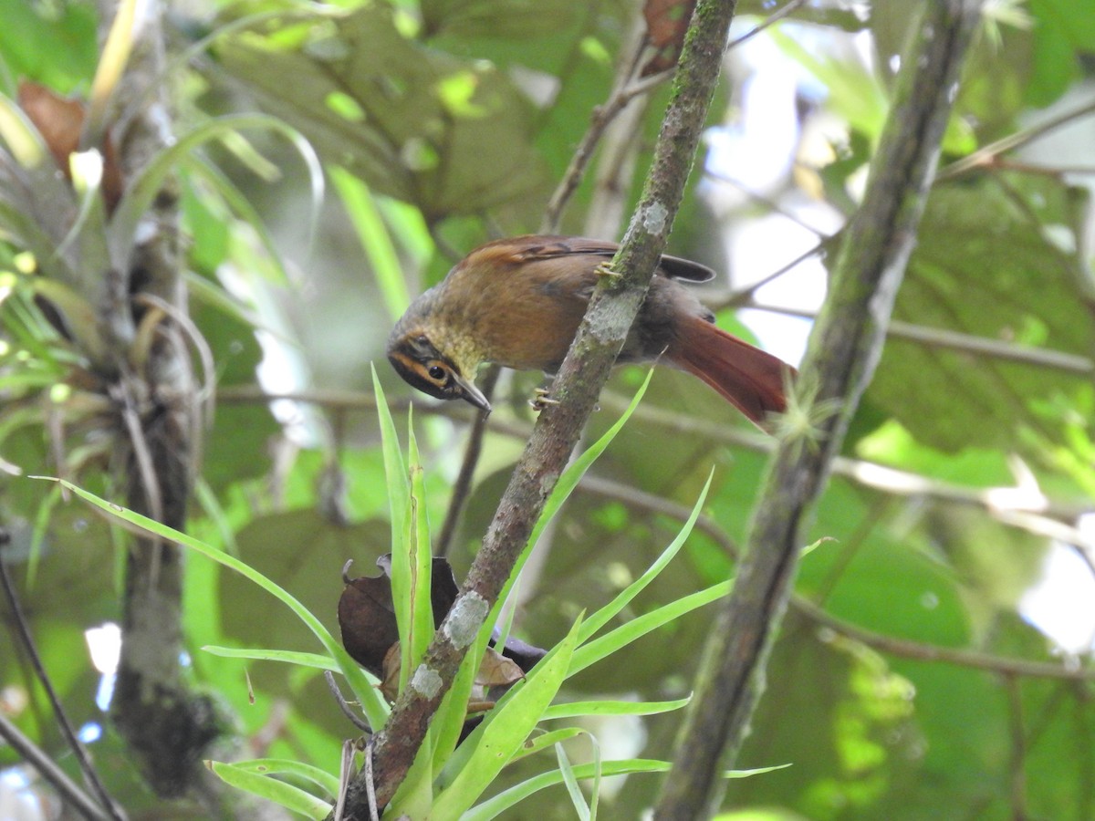Scaly-throated Foliage-gleaner - ML624971810