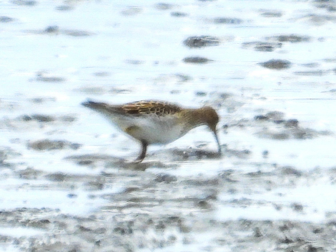 Bécasseau à poitrine cendrée - ML624971838