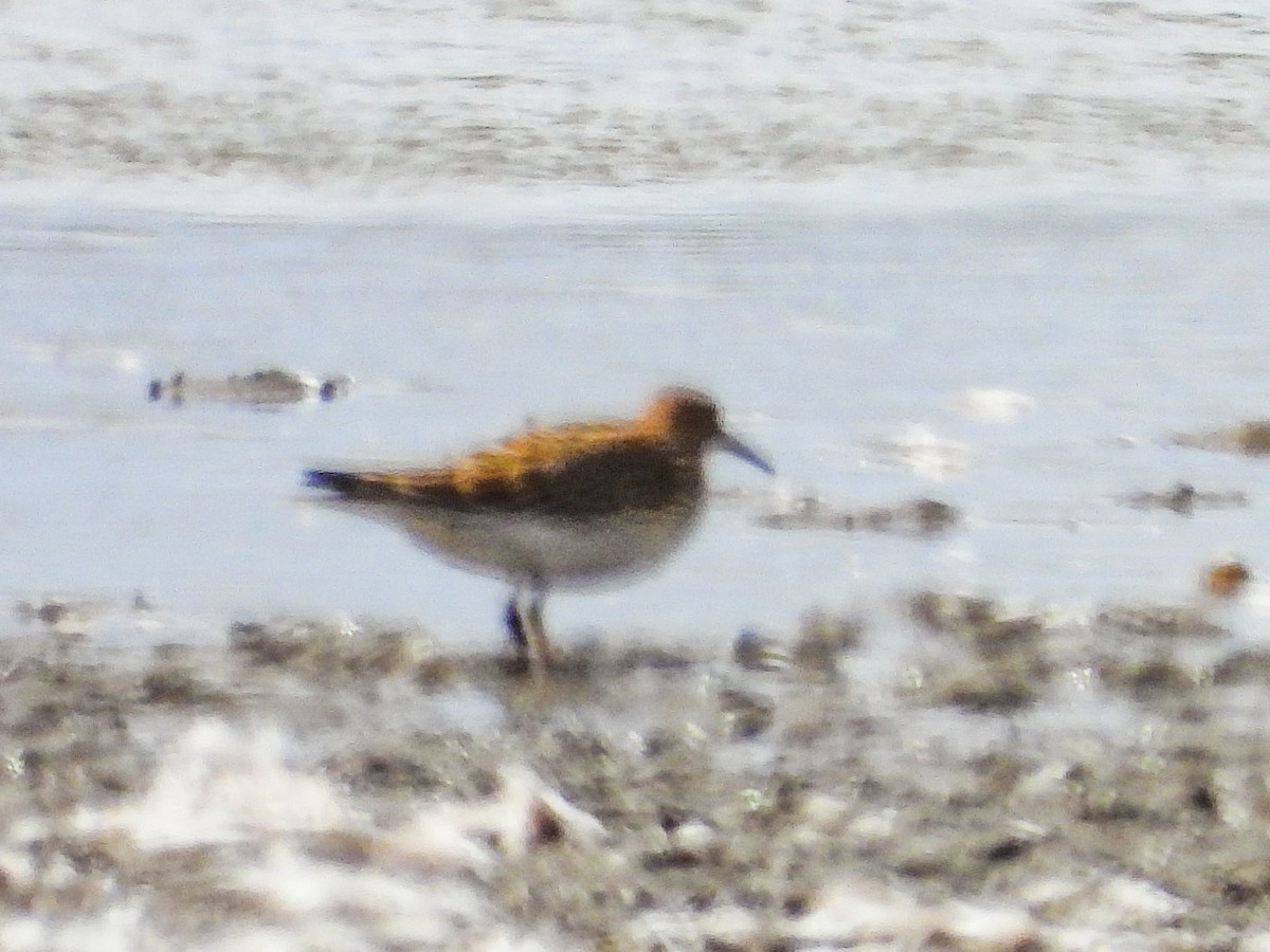 Bécasseau à poitrine cendrée - ML624971843