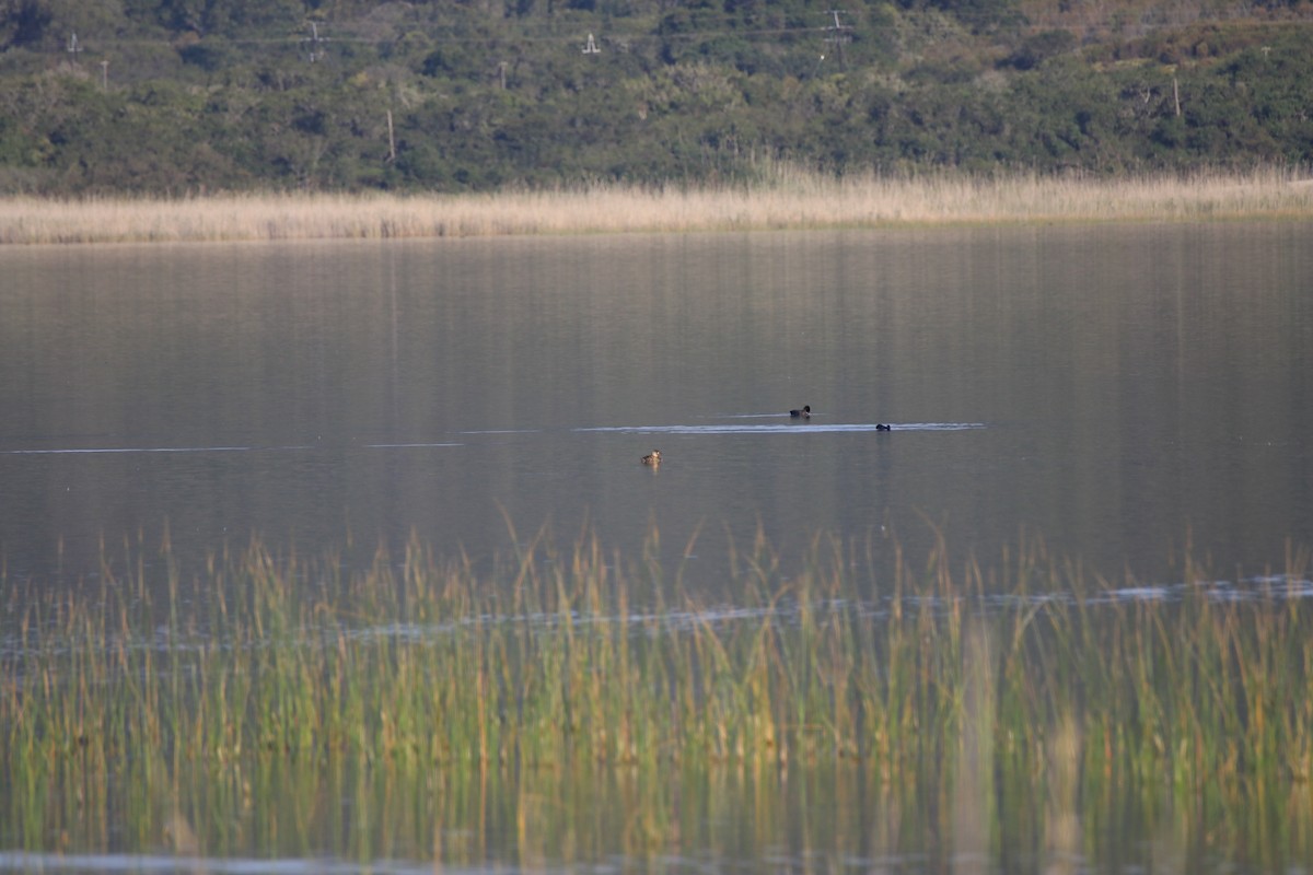 Dendrocygne à dos blanc - ML624971894