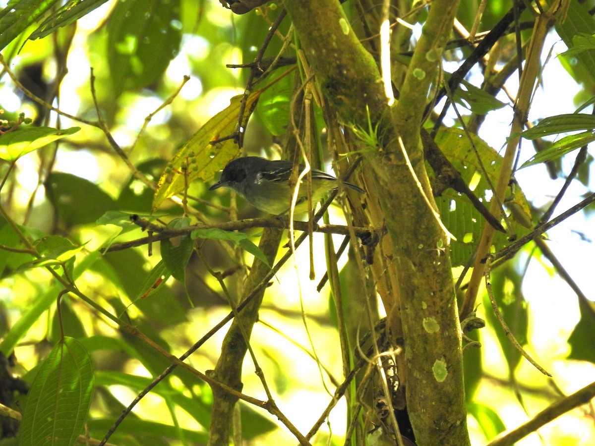 Plain Antvireo - ML624971935