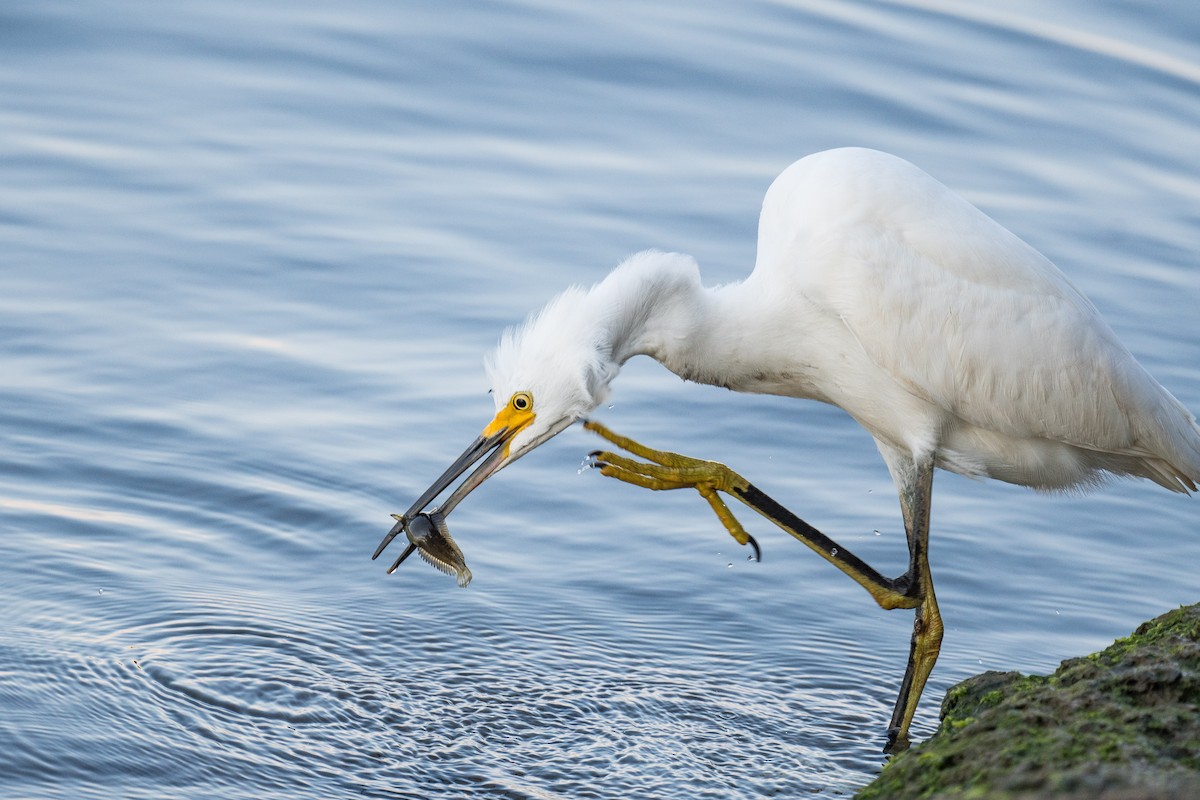 Snowy Egret - ML624971964