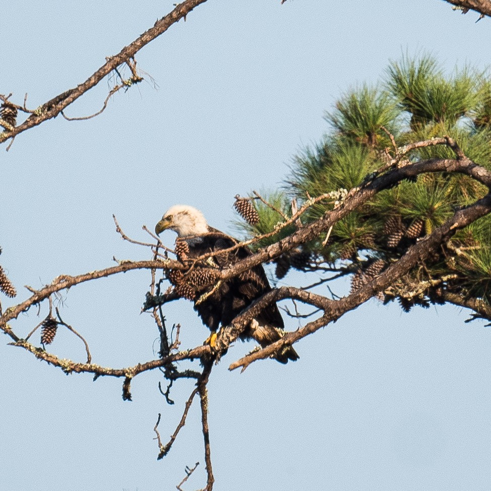 Bald Eagle - ML624971986