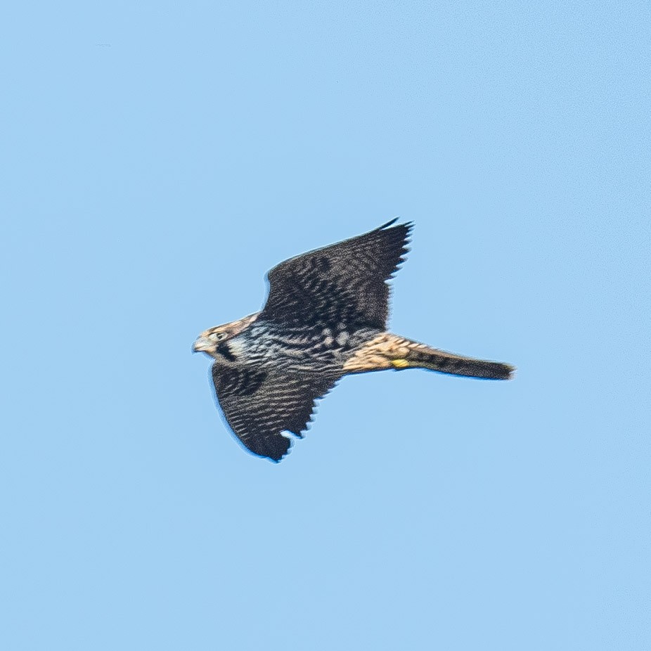 Halcón Peregrino - ML624972019