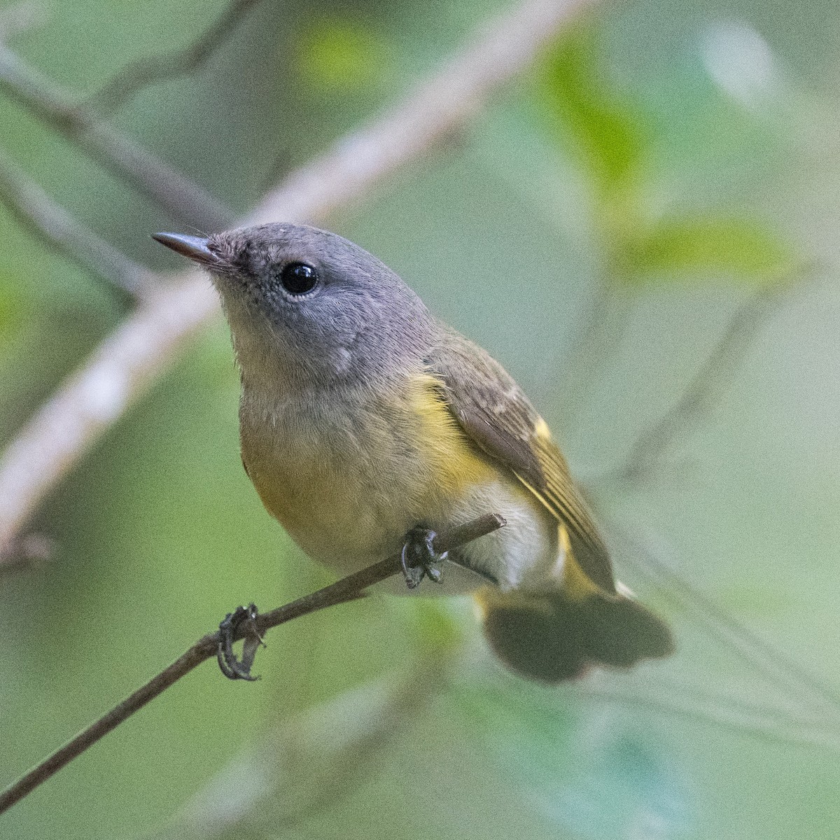 American Redstart - ML624972040