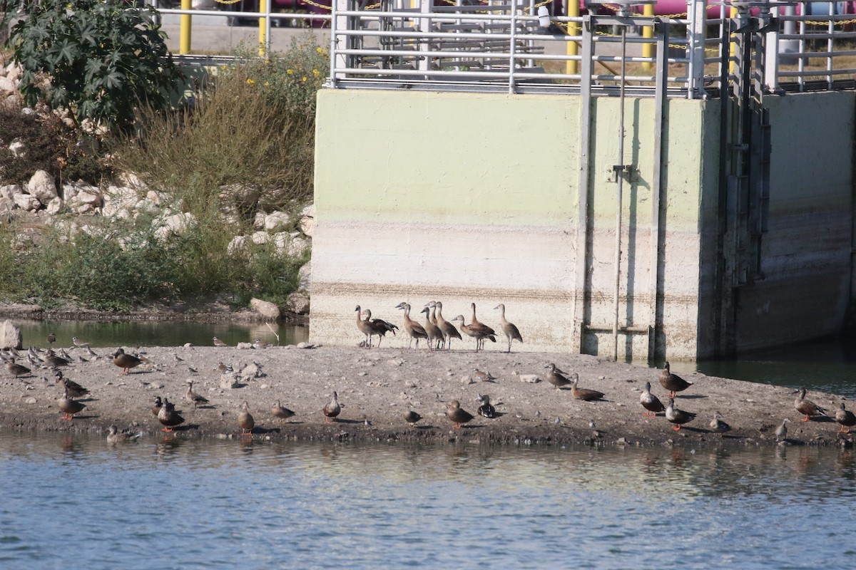 Black-bellied Whistling-Duck - ML624972255