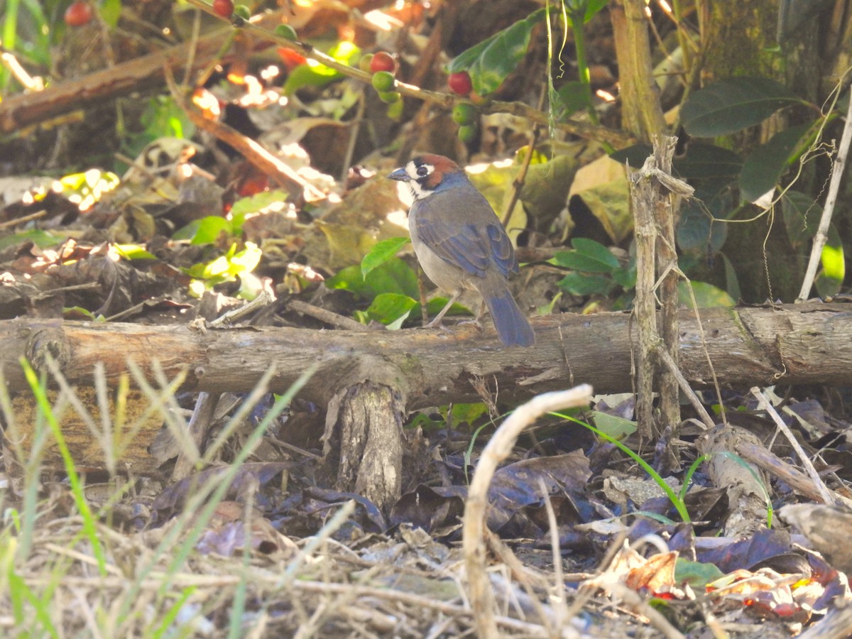 Cabanis's Ground-Sparrow - ML624972306