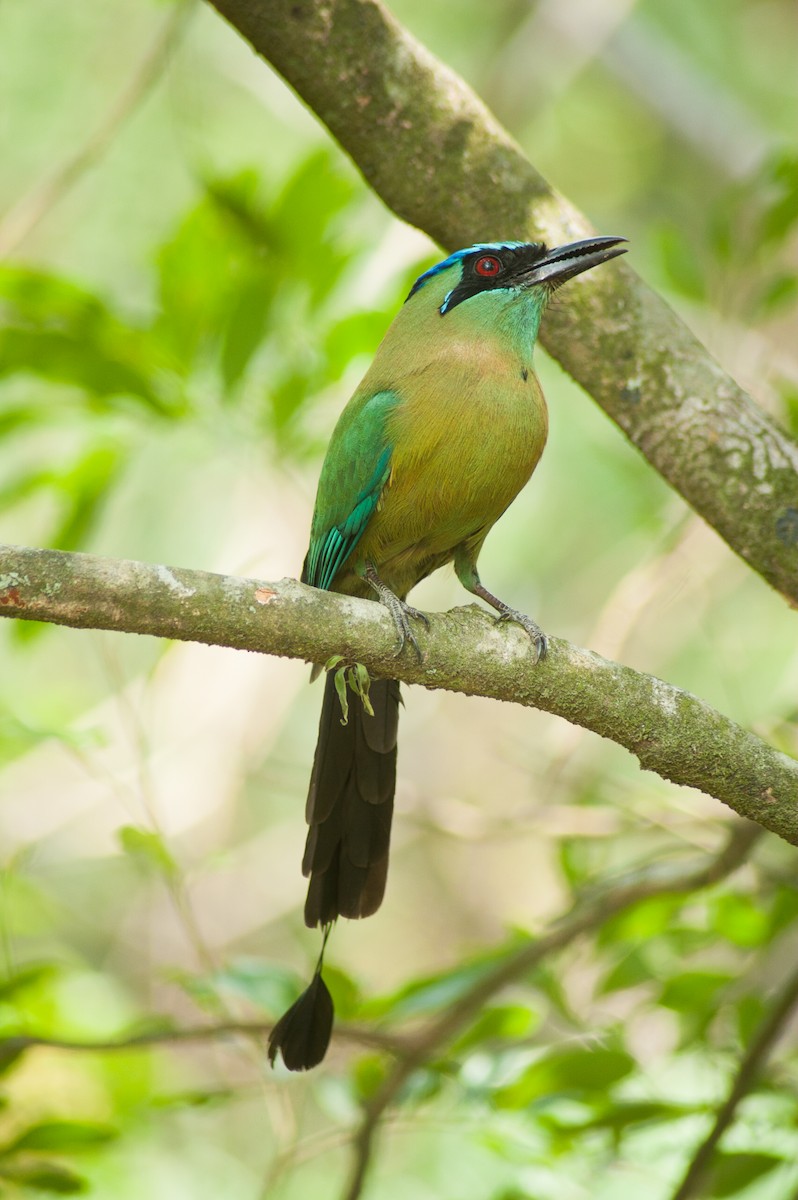 Lesson's Motmot - ML624972327