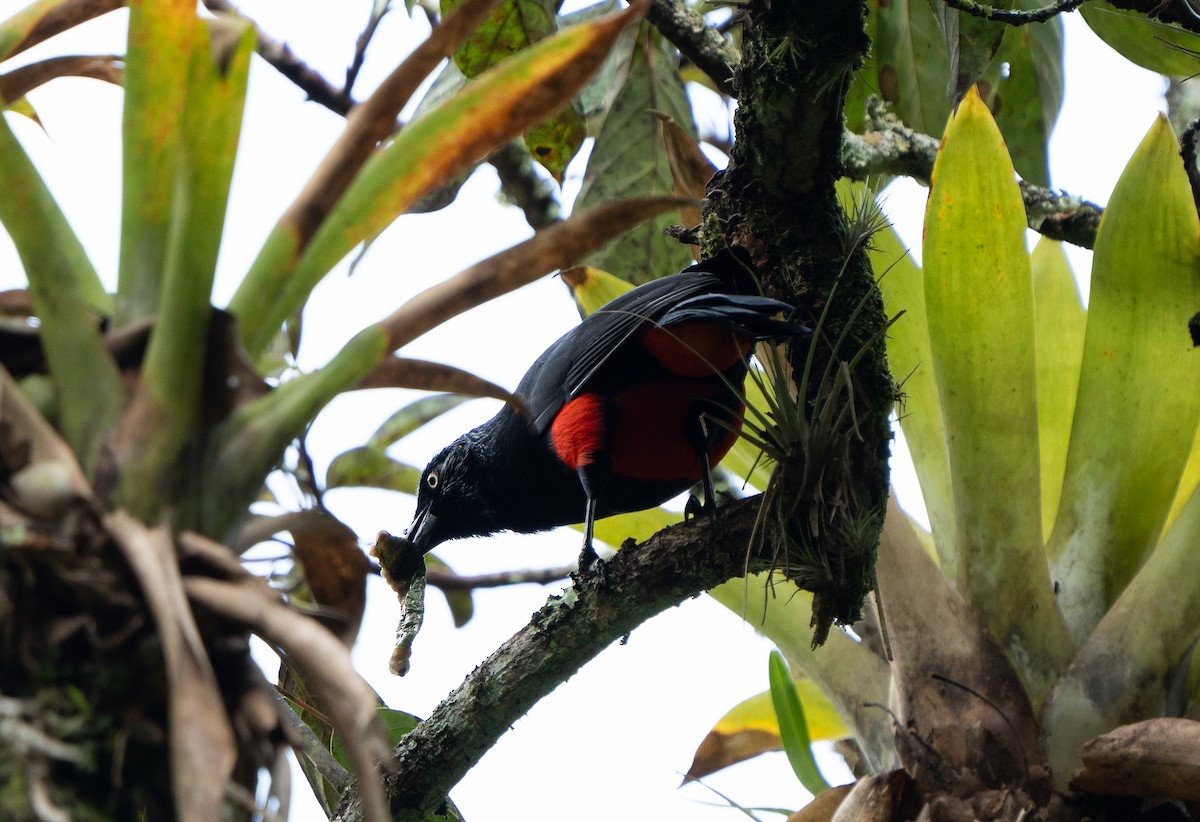 Red-bellied Grackle - ML624972713