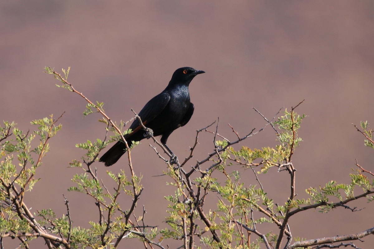 Pale-winged Starling - ML624972864