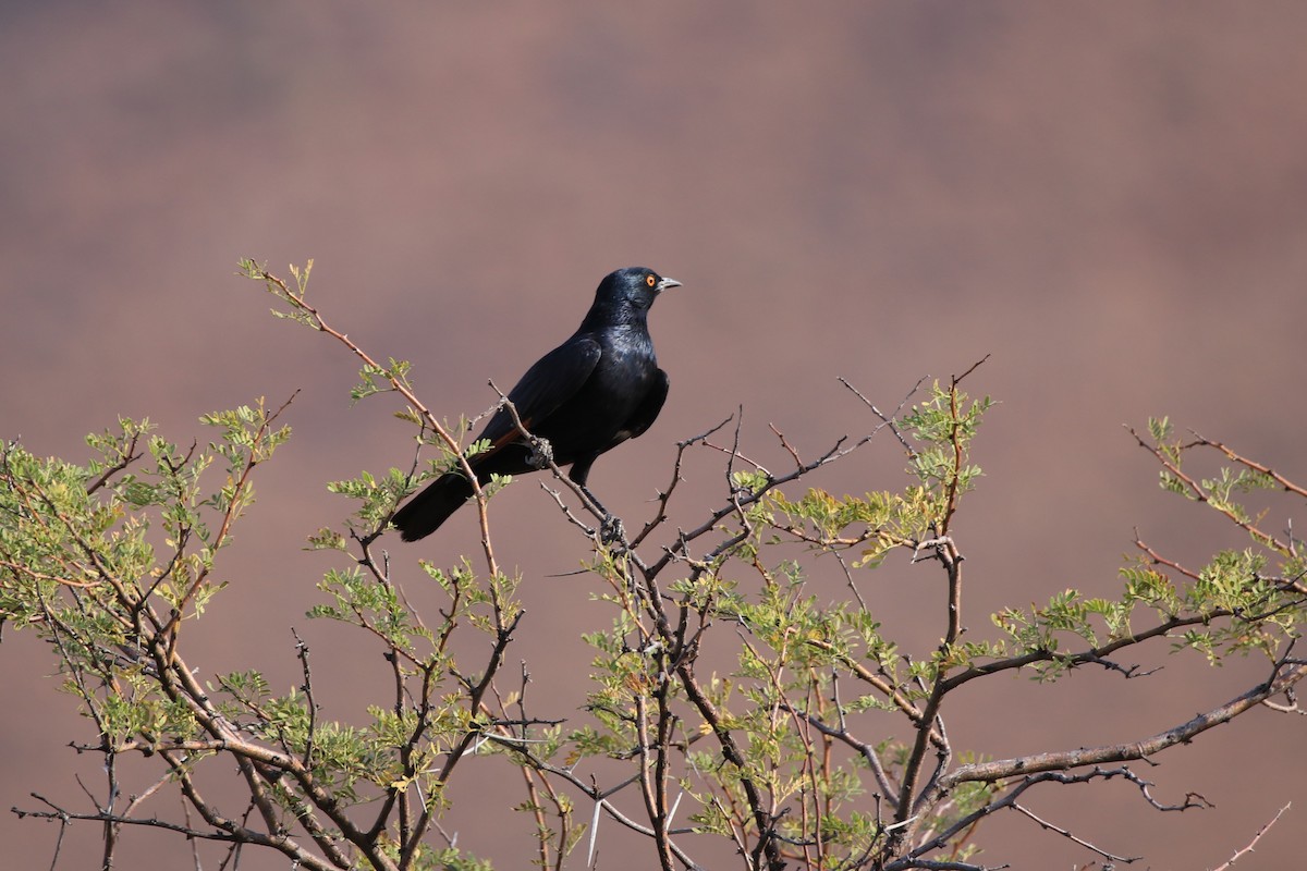 Pale-winged Starling - ML624972865