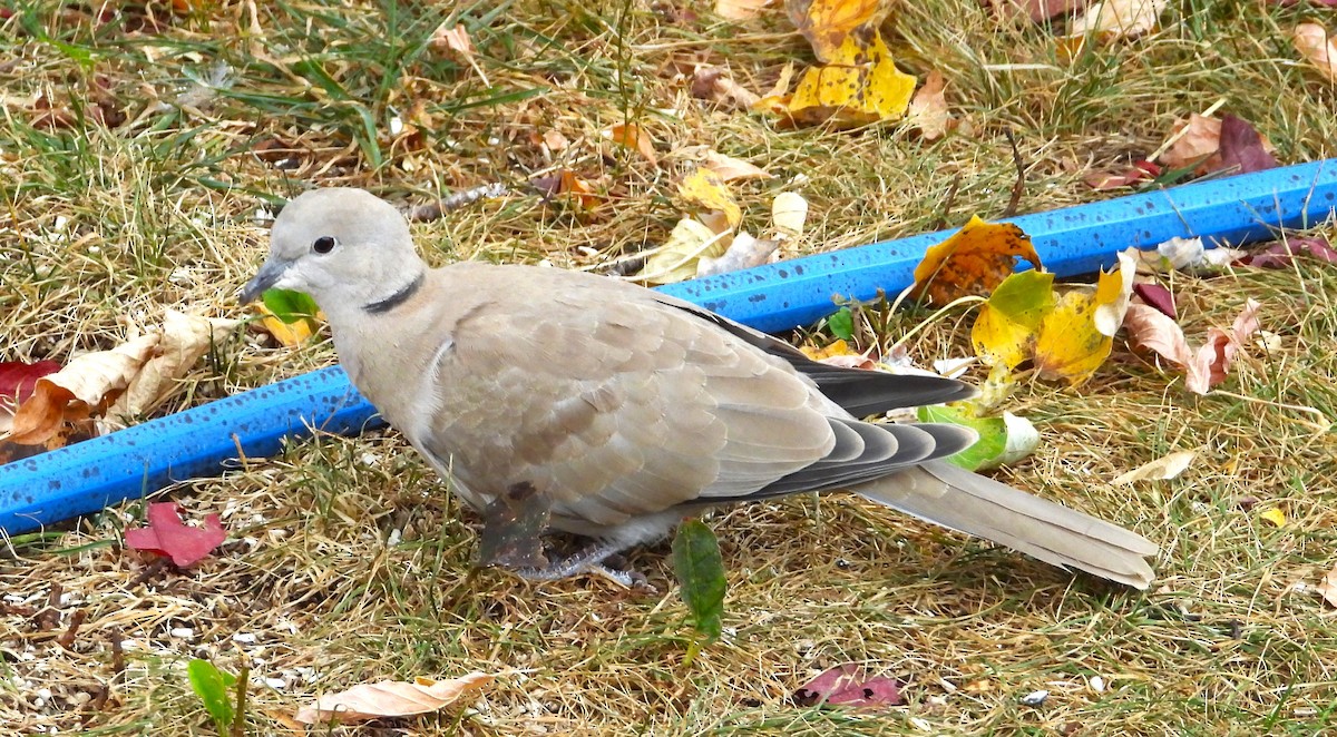 tyrkerdue - ML624972907