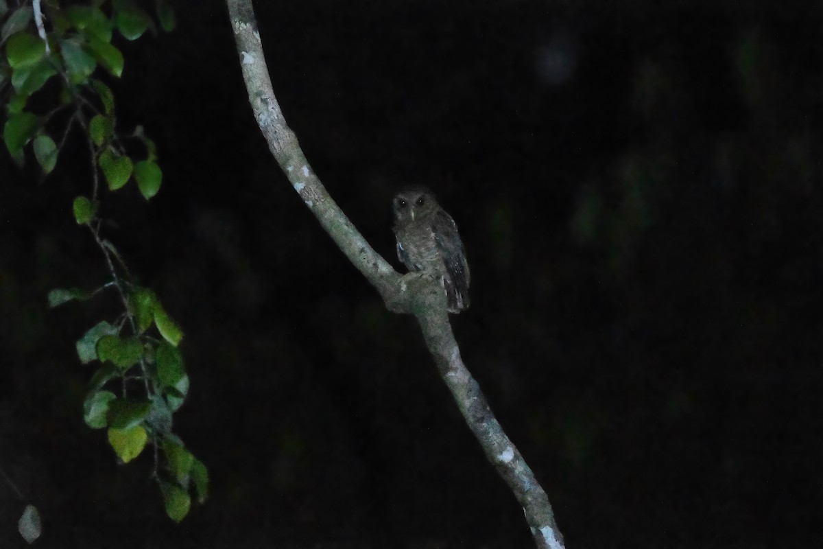 Palau Scops-Owl - ML624972953