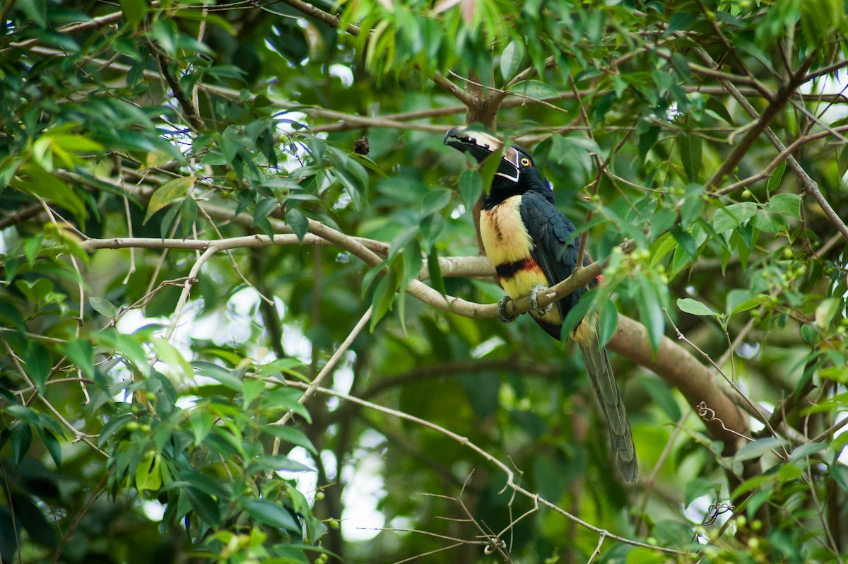 Collared Aracari - ML624973056