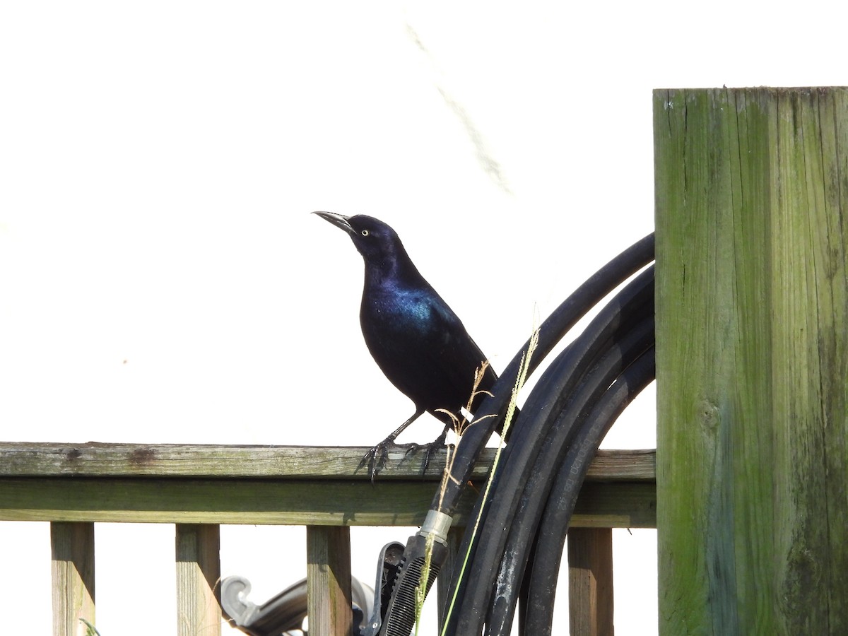 Boat-tailed Grackle - ML624973169