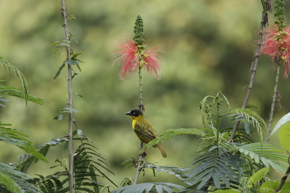 Baglafecht Weaver - ML624973232