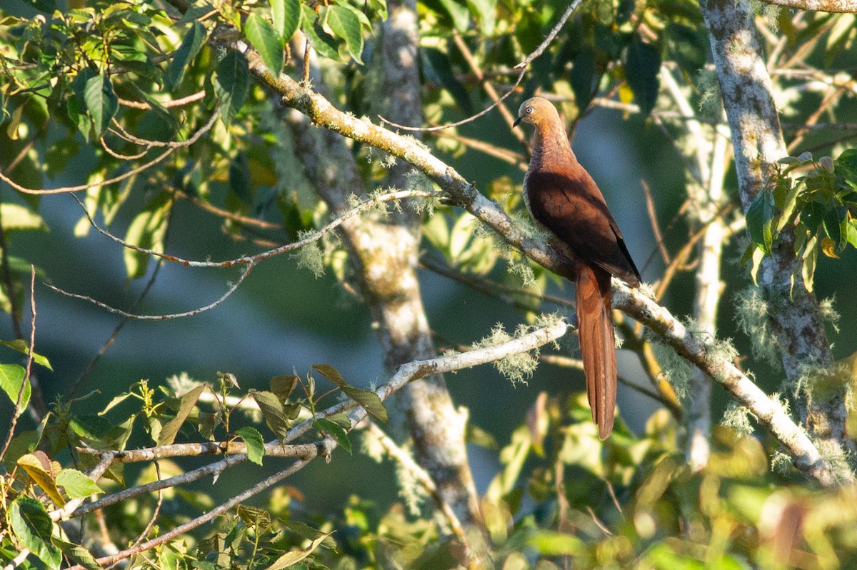 Sultan's Cuckoo-Dove (Sulawesi) - ML624973389