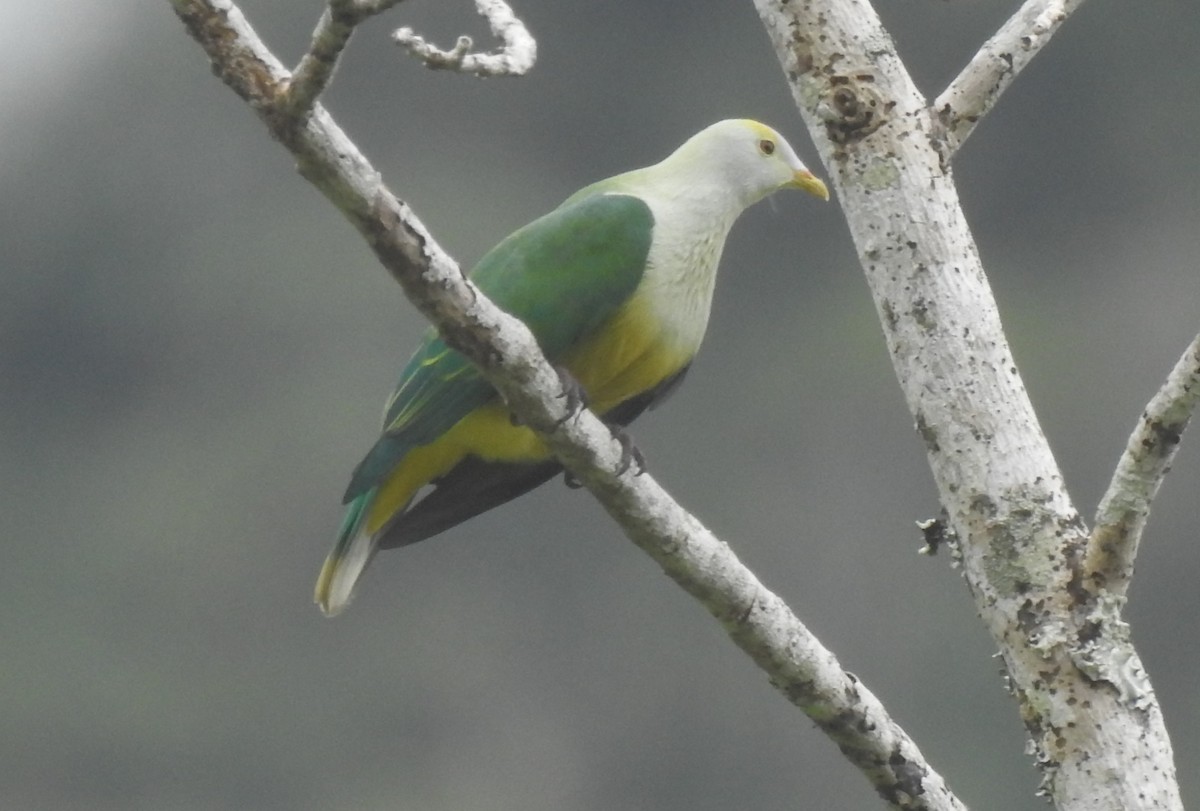 Raiatea Fruit-Dove - ML624973411