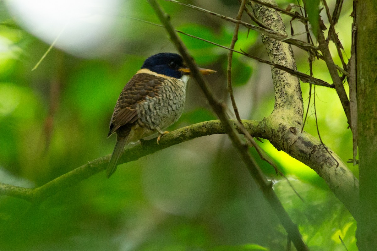 ledňáček královský (ssp. princeps/erythrorhamphus) - ML624973421