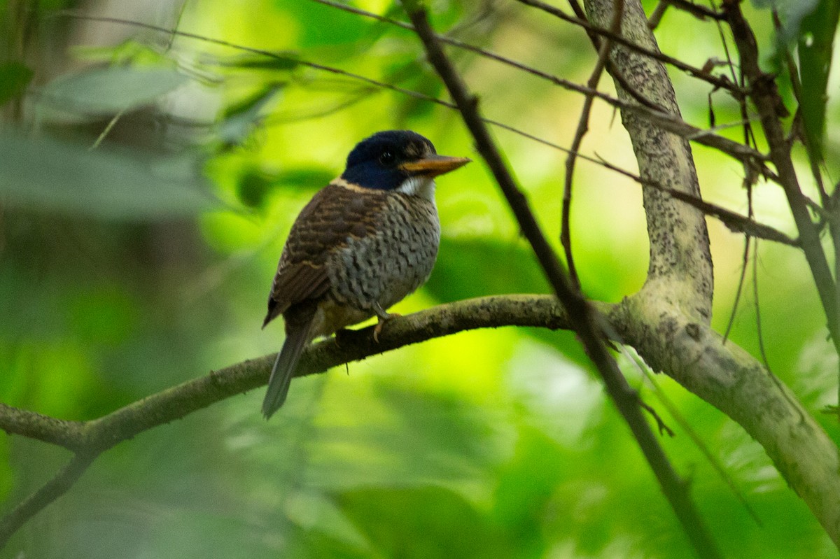 ledňáček královský (ssp. princeps/erythrorhamphus) - ML624973422