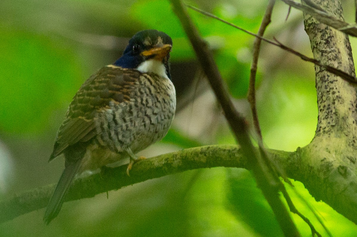 Scaly-breasted Kingfisher (Scaly-breasted) - Angus Pritchard