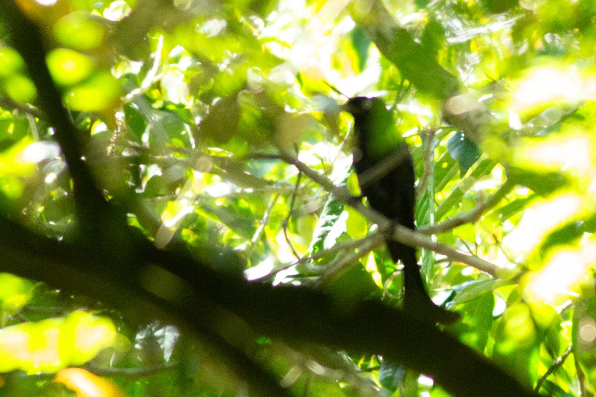 Hair-crested Drongo (White-eyed) - ML624973457