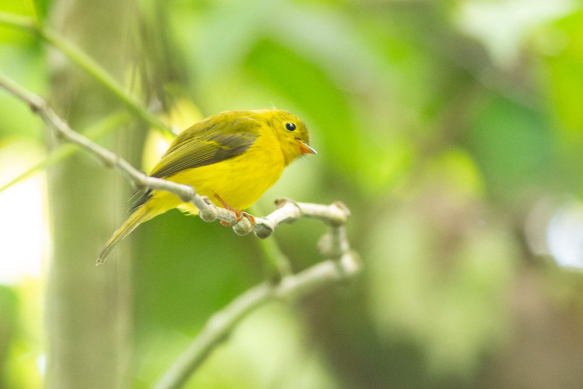 Gobemoustique canari - ML624973468