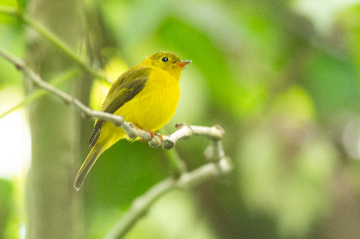 Gobemoustique canari - ML624973469