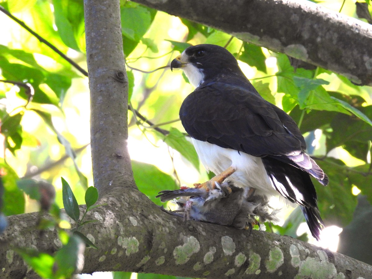 Short-tailed Hawk - ML624973471