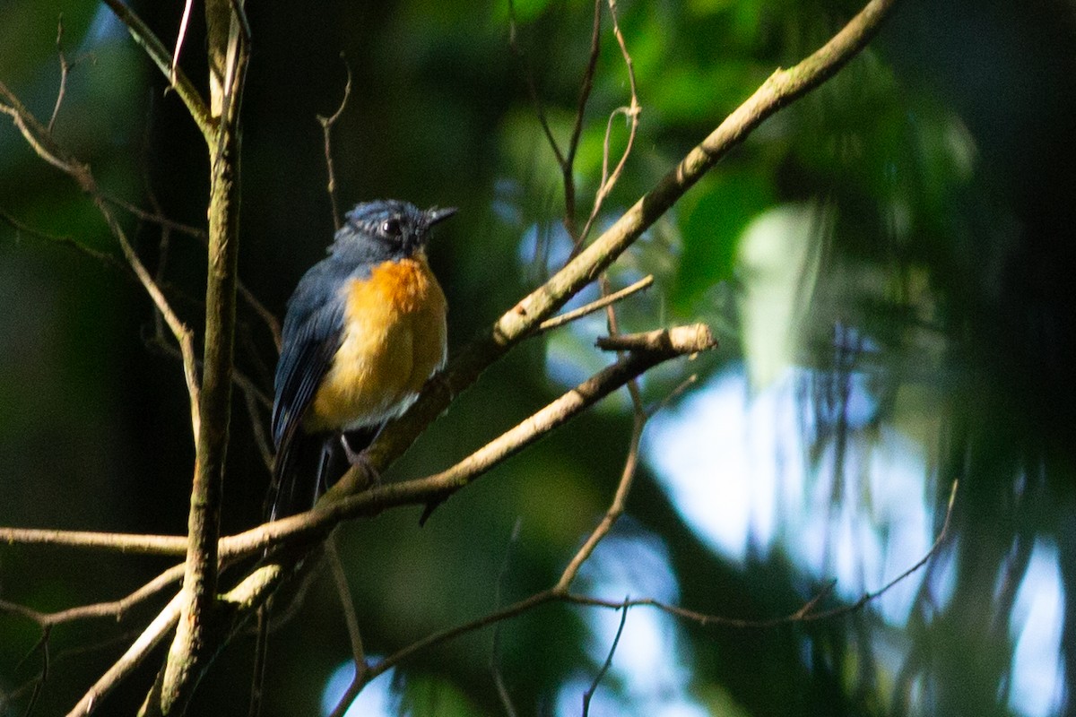Sulawesi Blue Flycatcher (Sulawesi) - ML624973498
