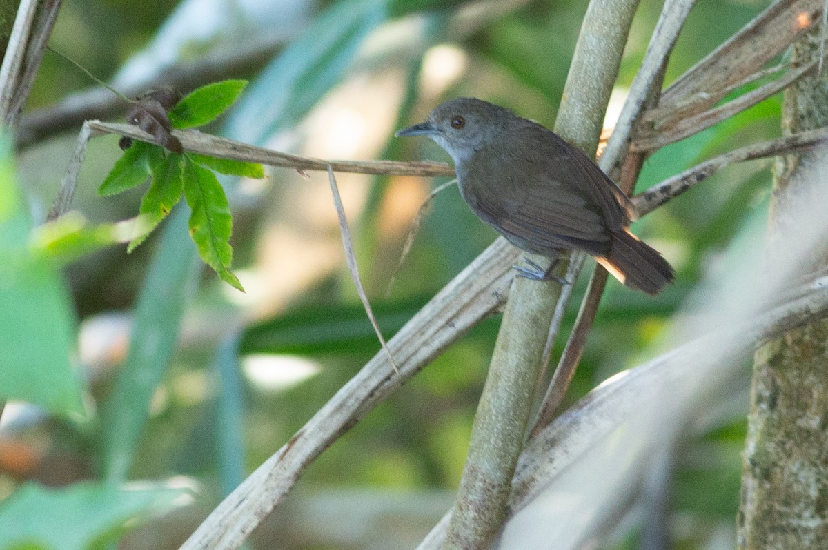 Sulawesi Babbler - ML624973505
