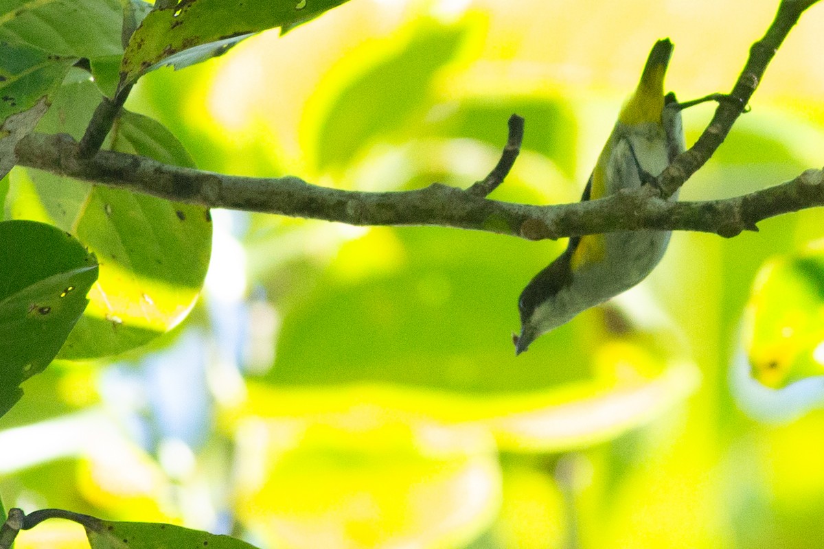Yellow-sided Flowerpecker - Angus Pritchard