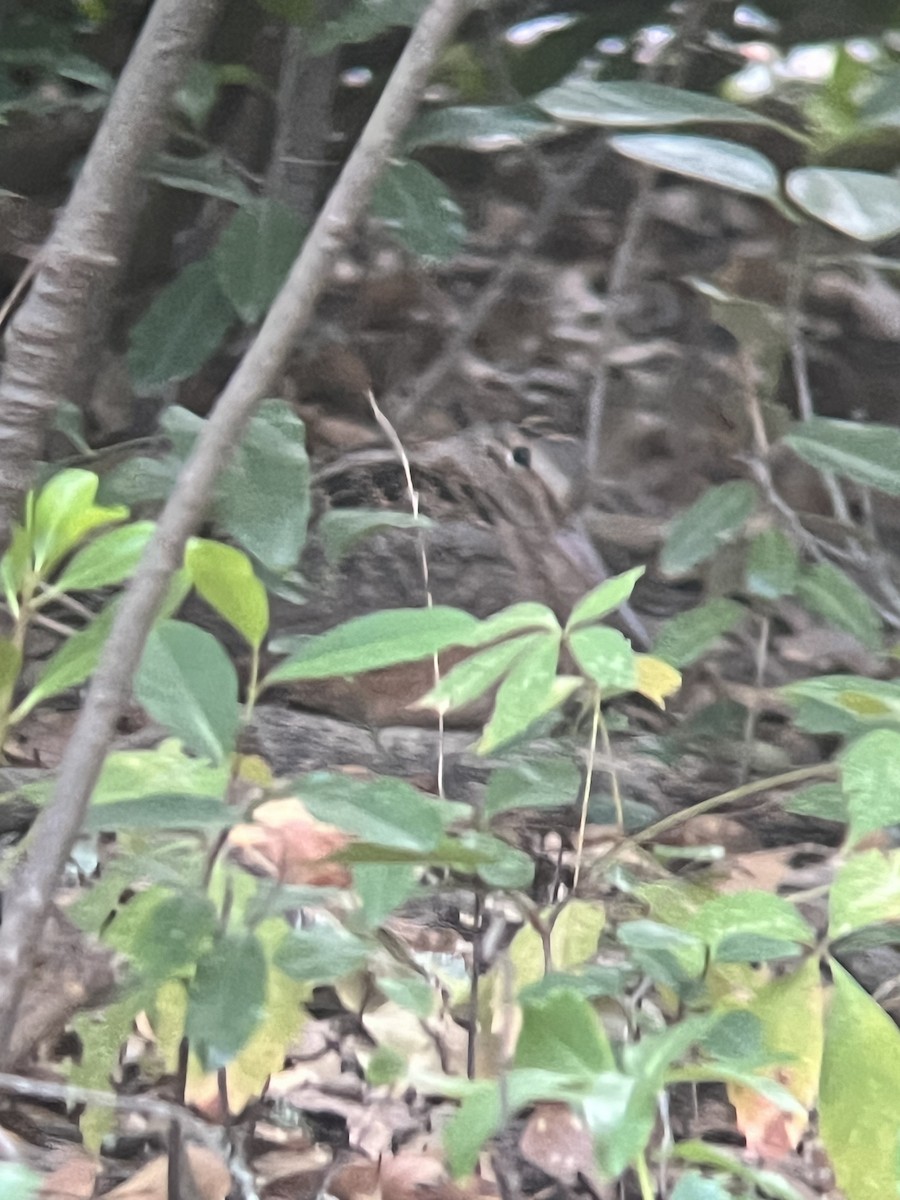 American Woodcock - ML624973576