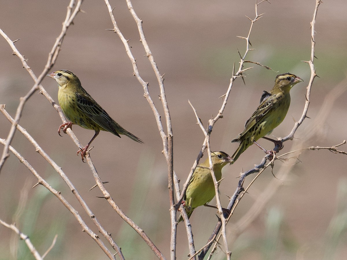 Bobolink - ML624973756