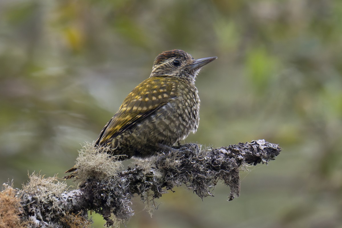 White-spotted Woodpecker - ML624973778