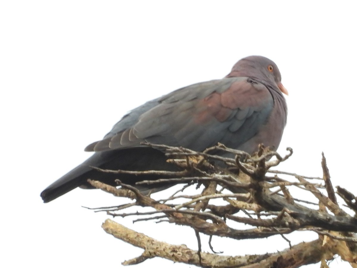 Red-billed Pigeon - ML624973989