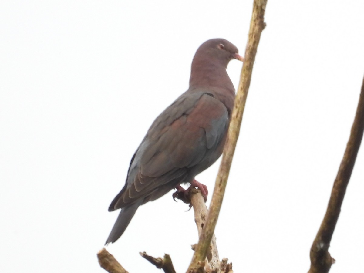 Red-billed Pigeon - ML624973990