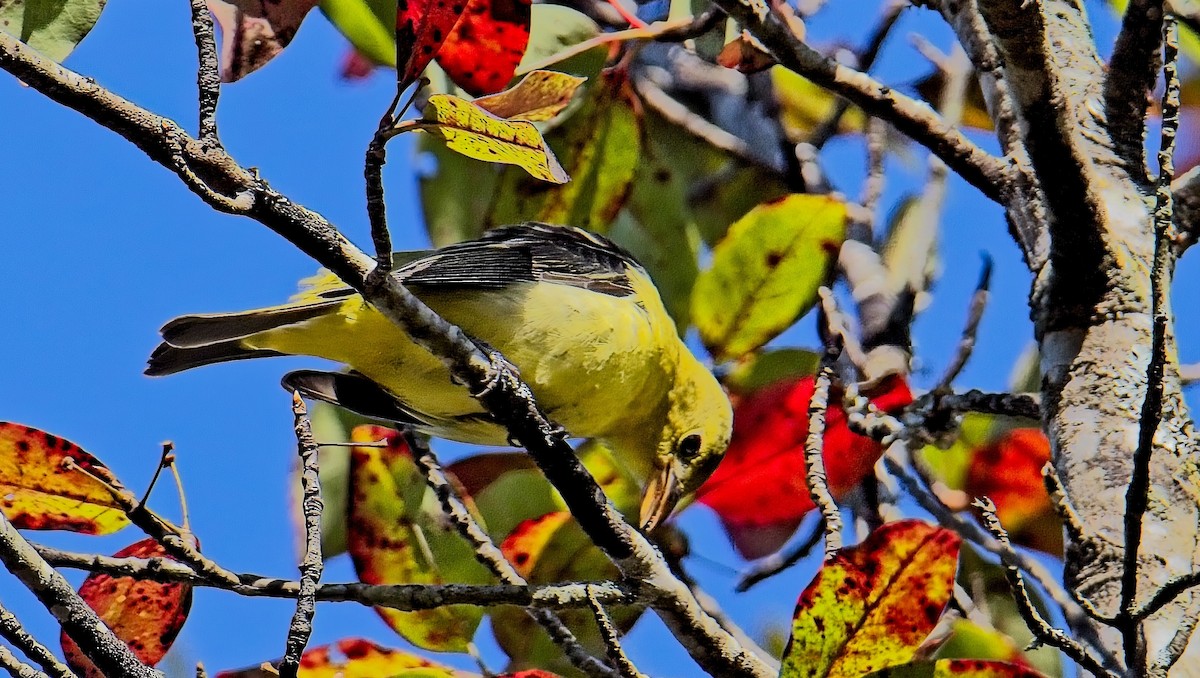 Scarlet Tanager - ML624973996