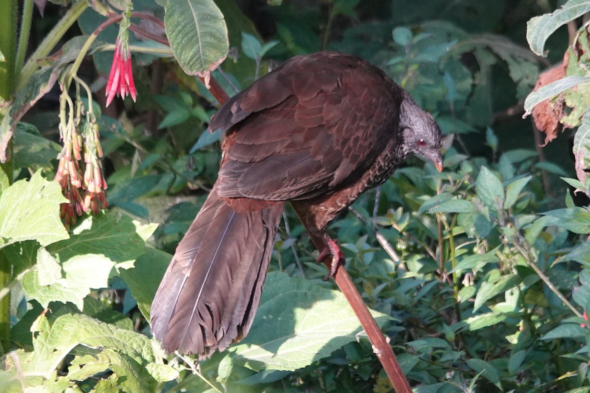 Andean Guan - ML624974120