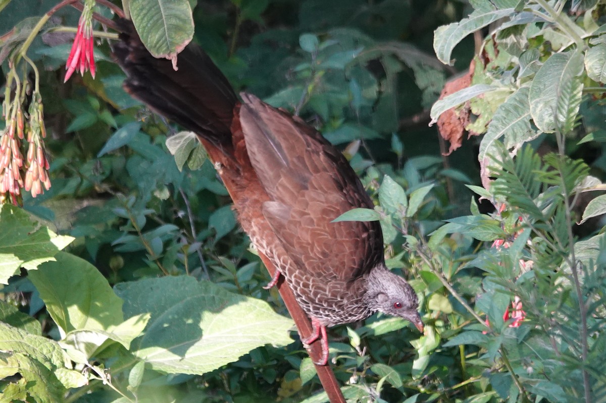 Andean Guan - Licinio Garrido Hoyos