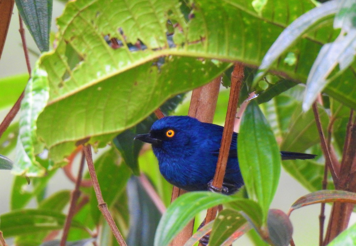 Deep-blue Flowerpiercer - ML624974300