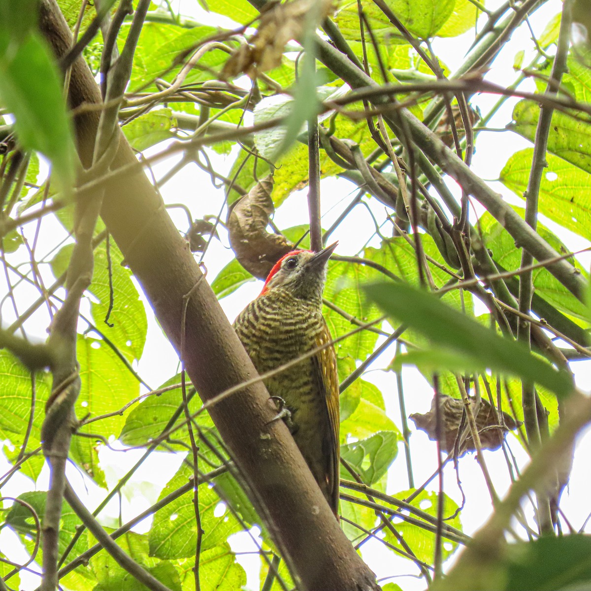 Yellow-vented Woodpecker - ML624974307