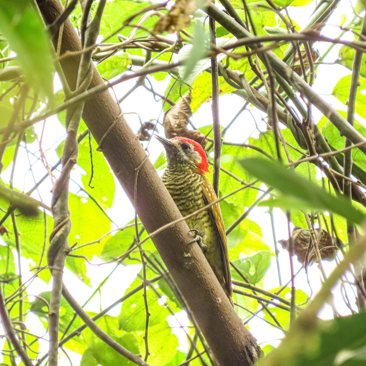 Yellow-vented Woodpecker - ML624974308