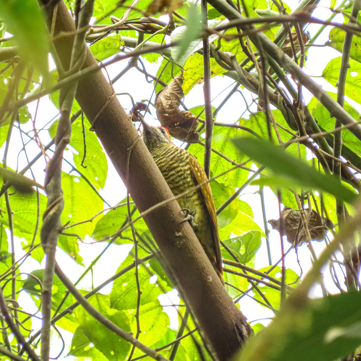 Yellow-vented Woodpecker - ML624974309