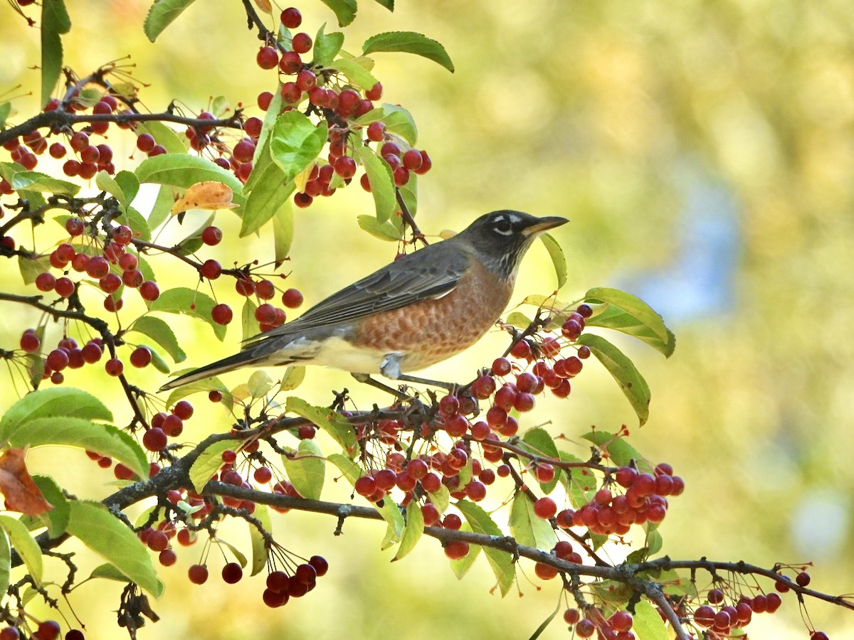 American Robin - ML624974324