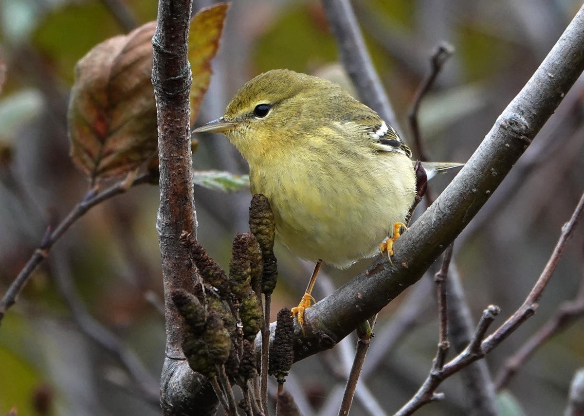 Blackpoll Warbler - ML624974429