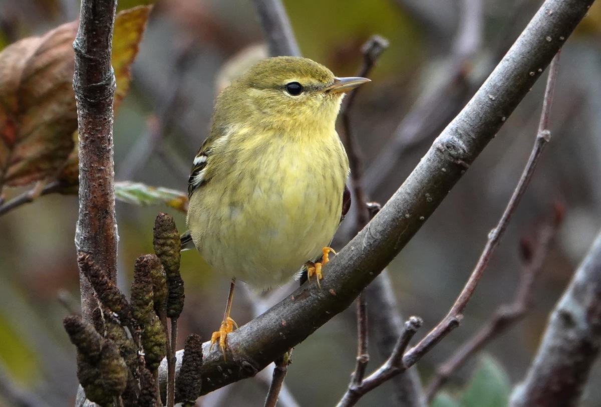 Blackpoll Warbler - ML624974430