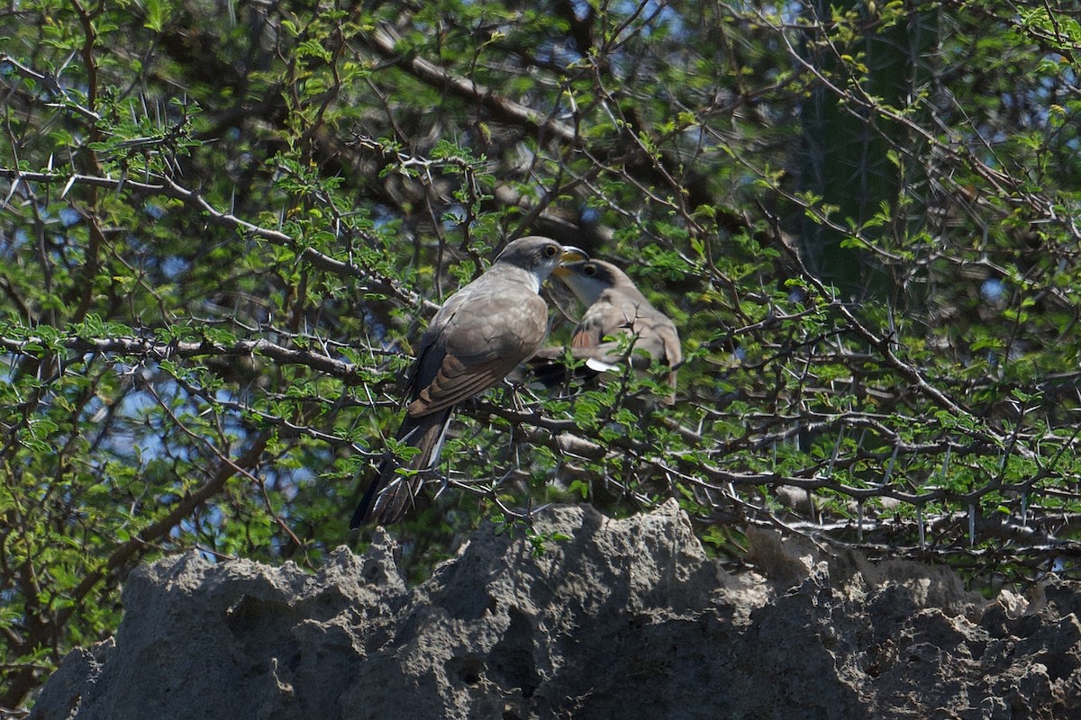 Yellow-billed Cuckoo - ML624974531