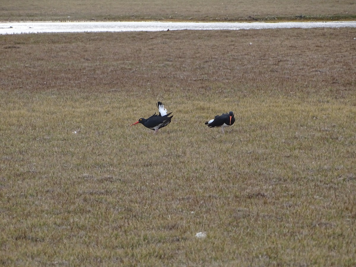 Magellanic Oystercatcher - ML624974542