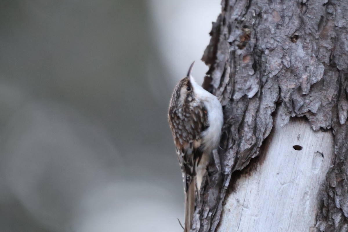 Brown Creeper - ML624974547